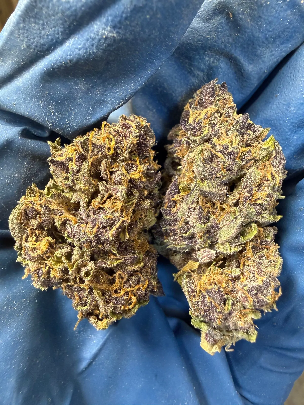 Gorilla Skunk Packaged Flower